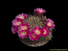 Sulcorebutia steinbachii v. horrida WR259 2228